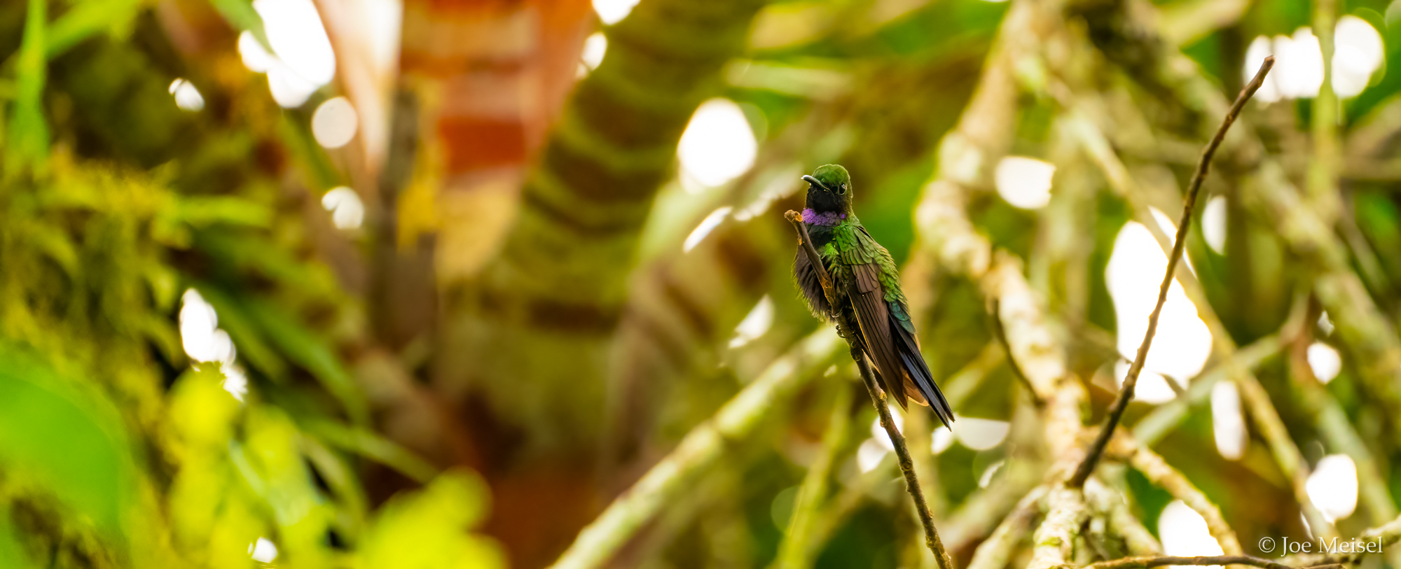 Black-throated Brilliant