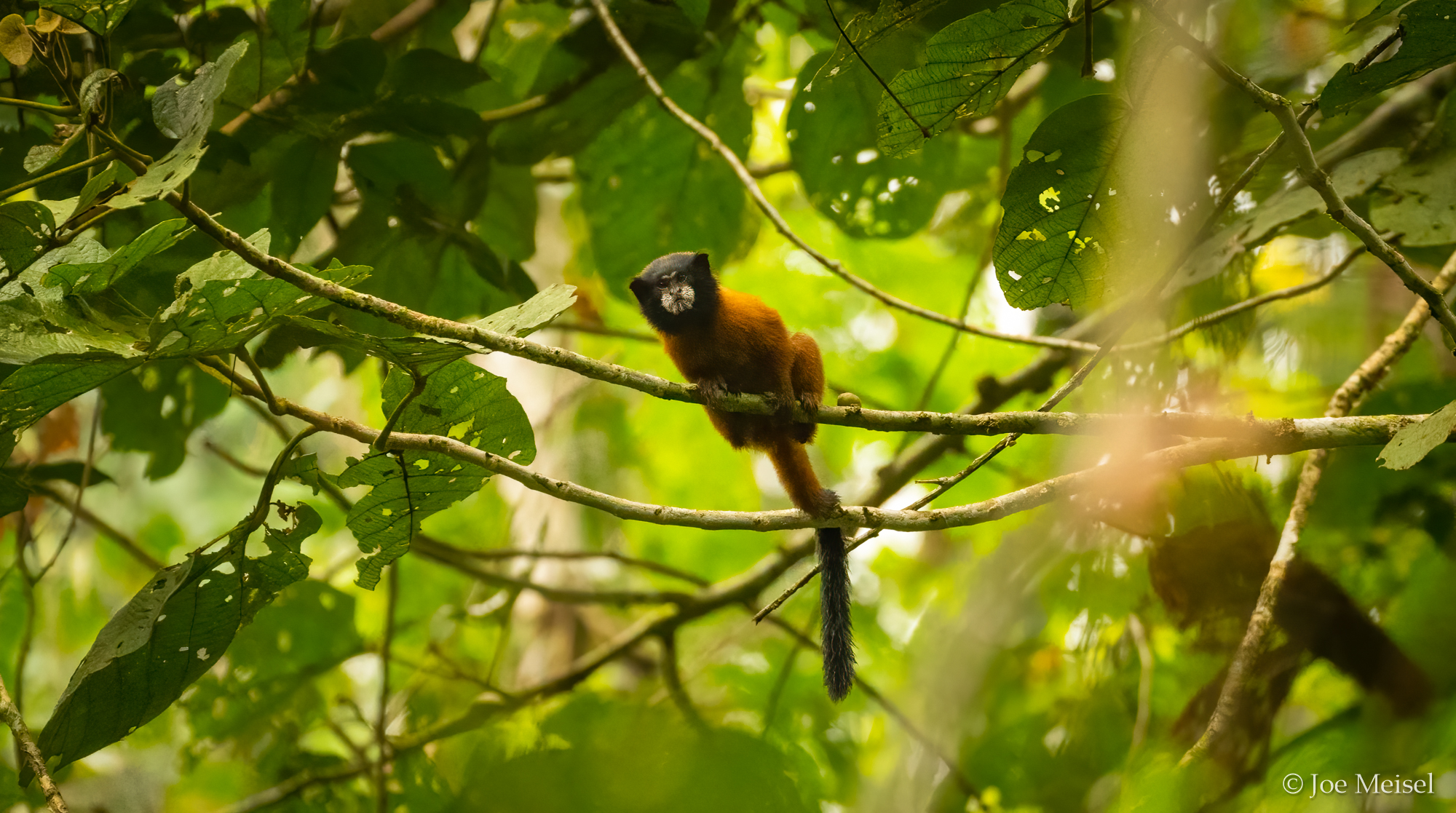 Golden-mantled Tamarin