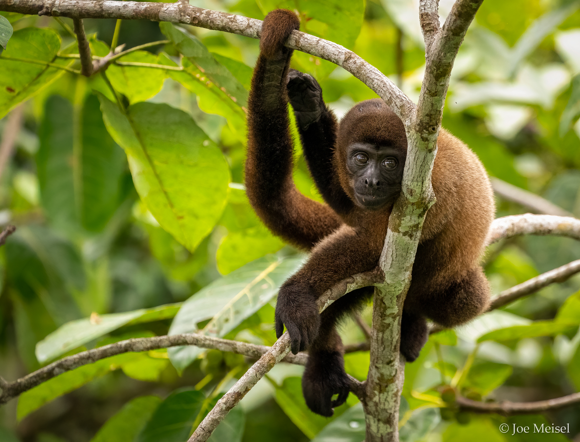 Woolly Monkey juvenile