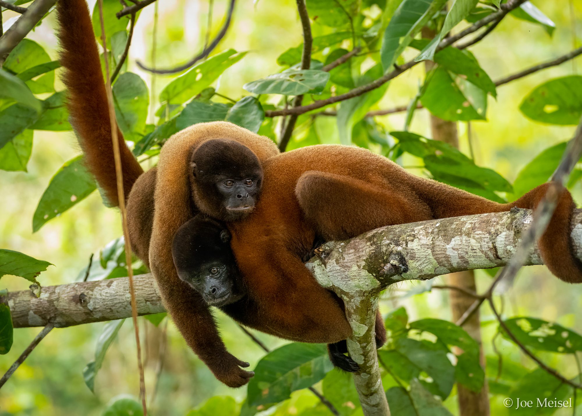 Woolly Monkey