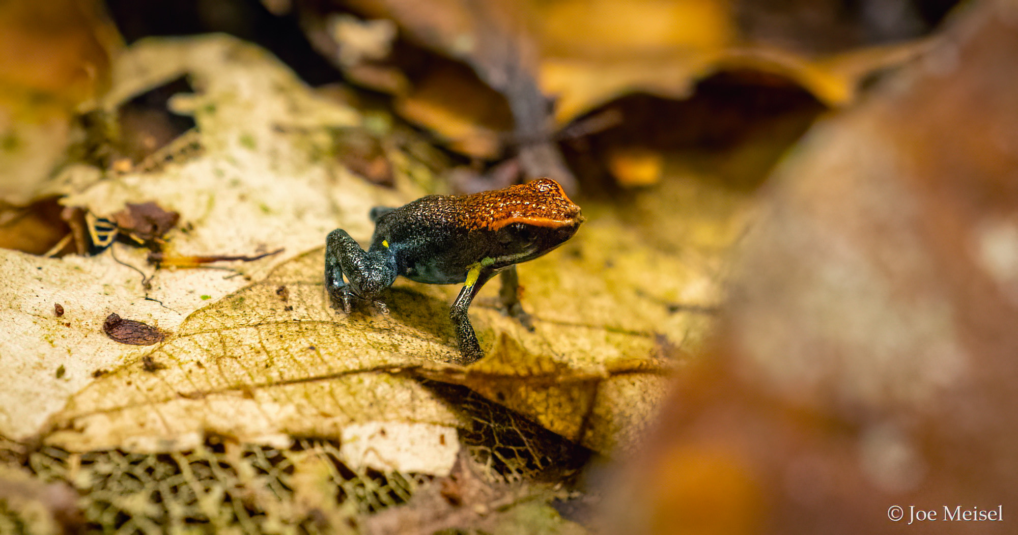 poison dart frog Ameerega