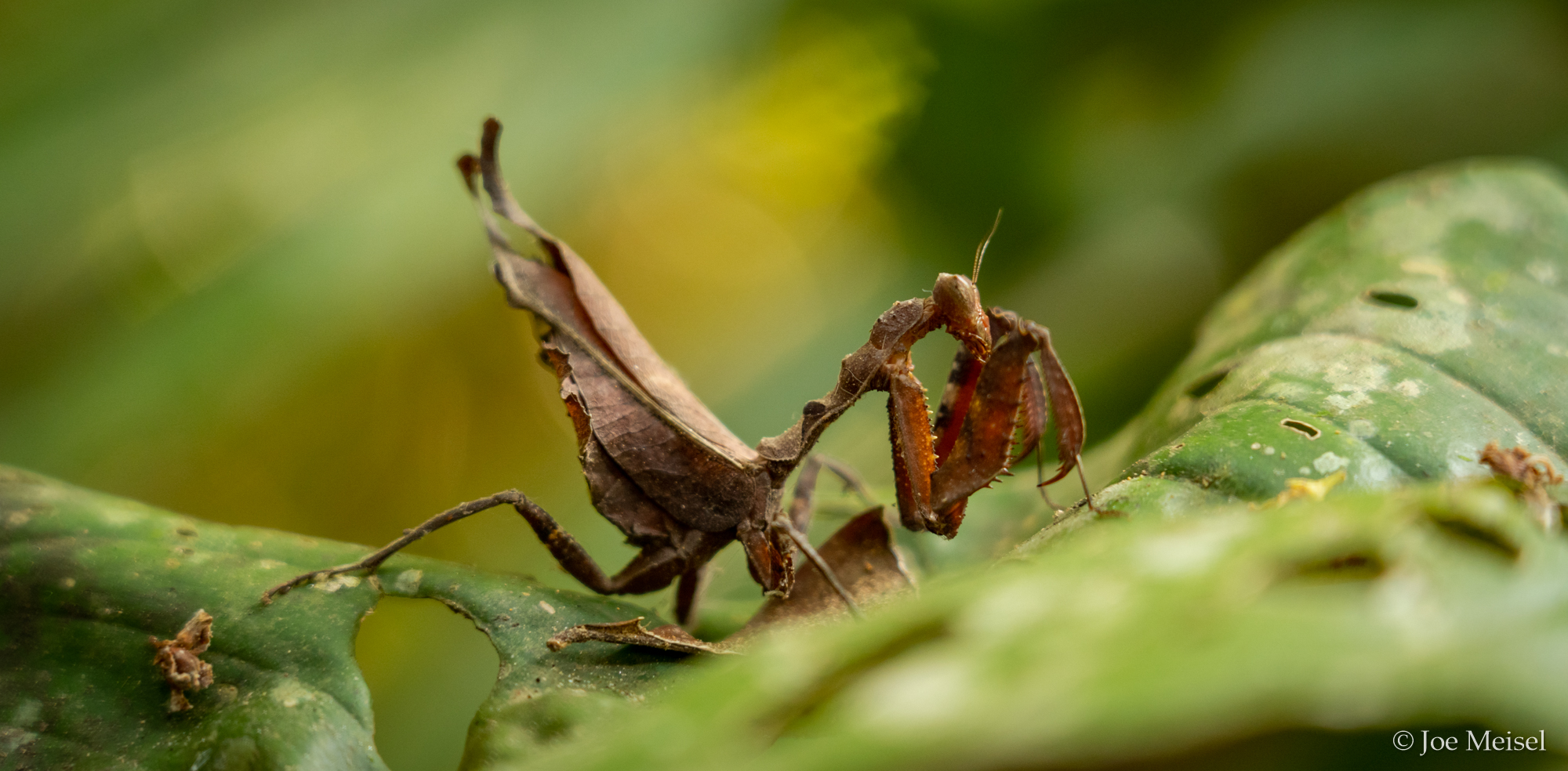 leaf-mimic mantid