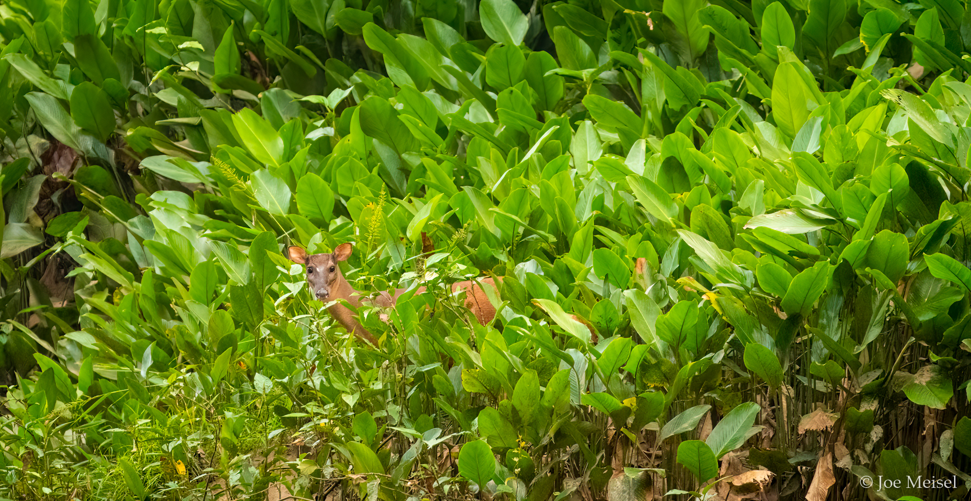 Red Brocket Deer