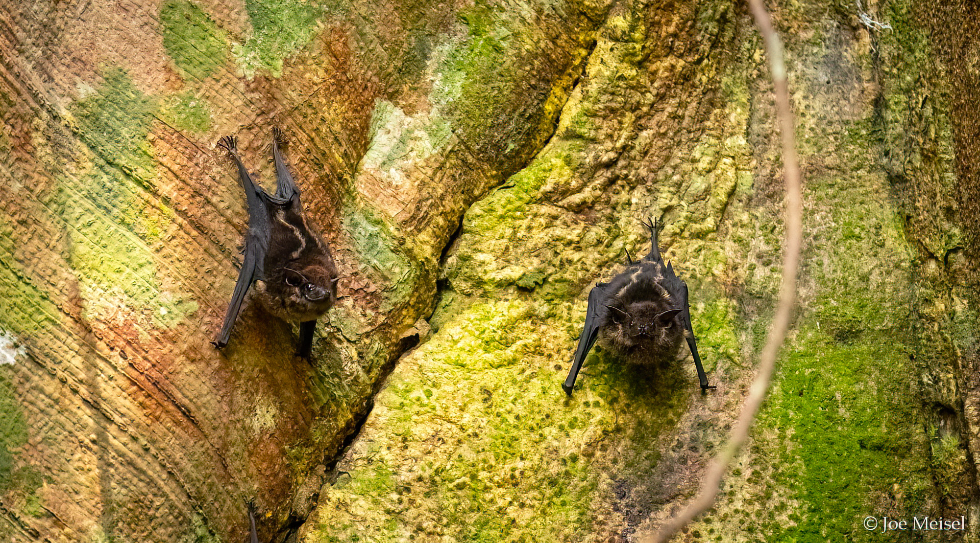 White-lined Sac-winged Bats