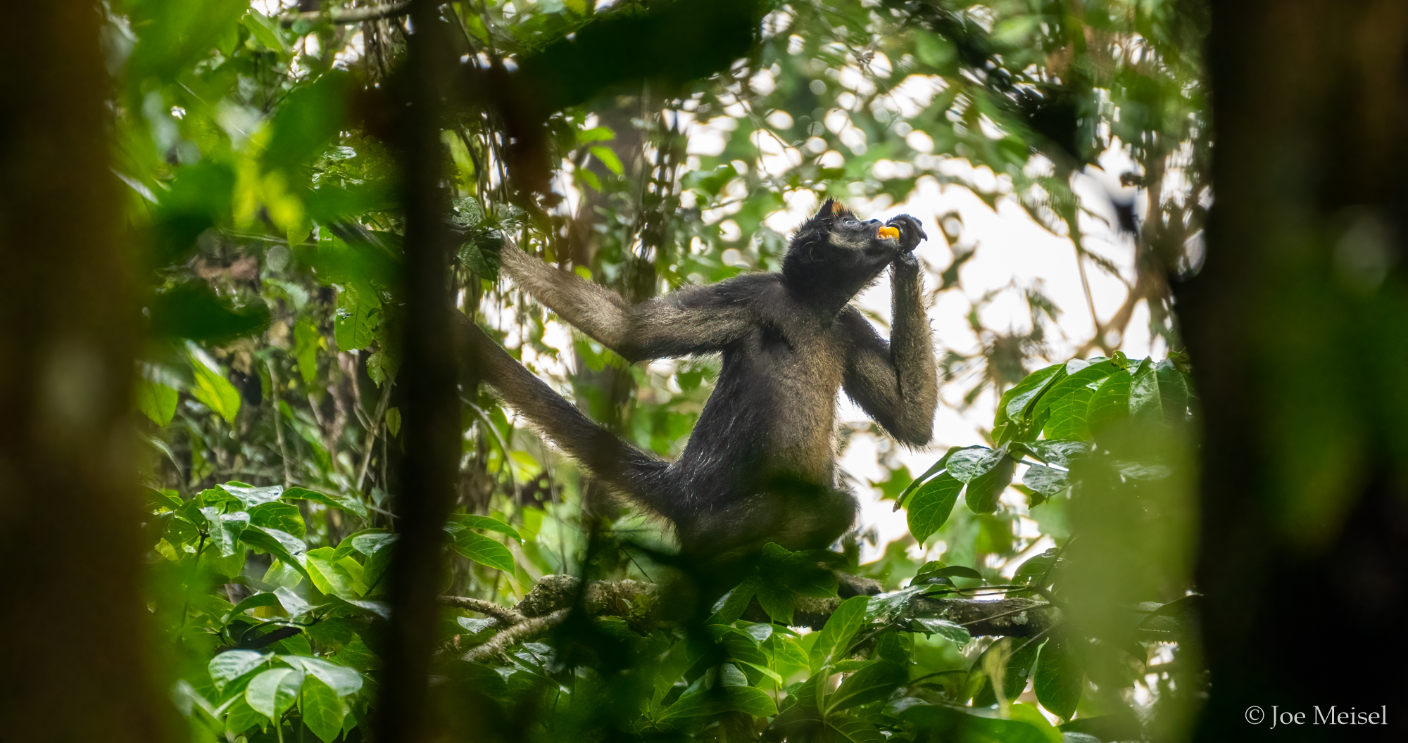 Spider Monkey eating fruit