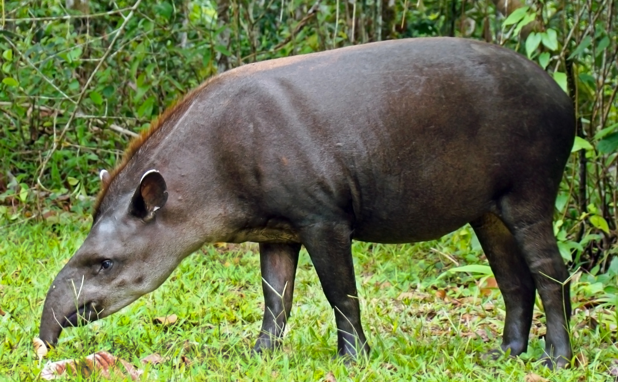 tapir