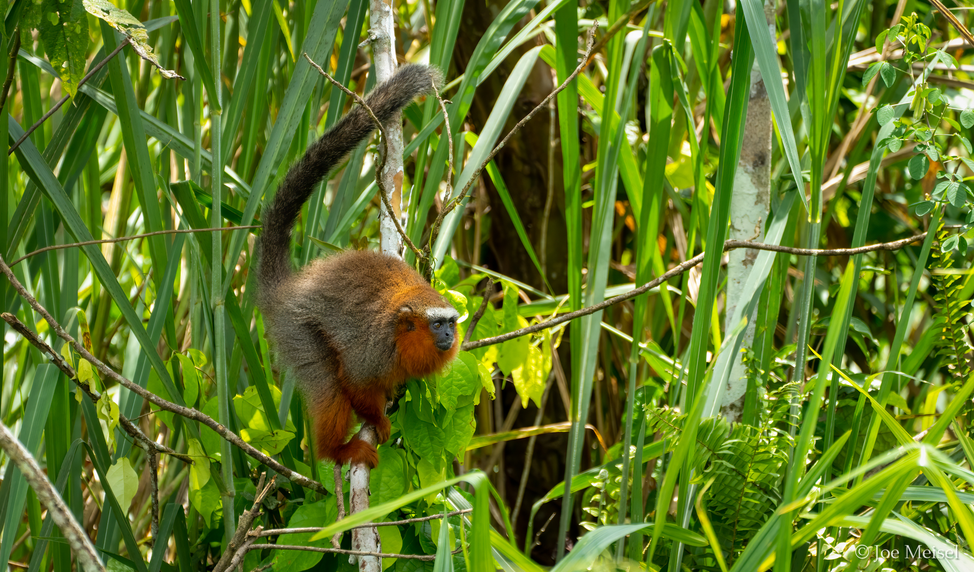 Dusky Titi Monkey