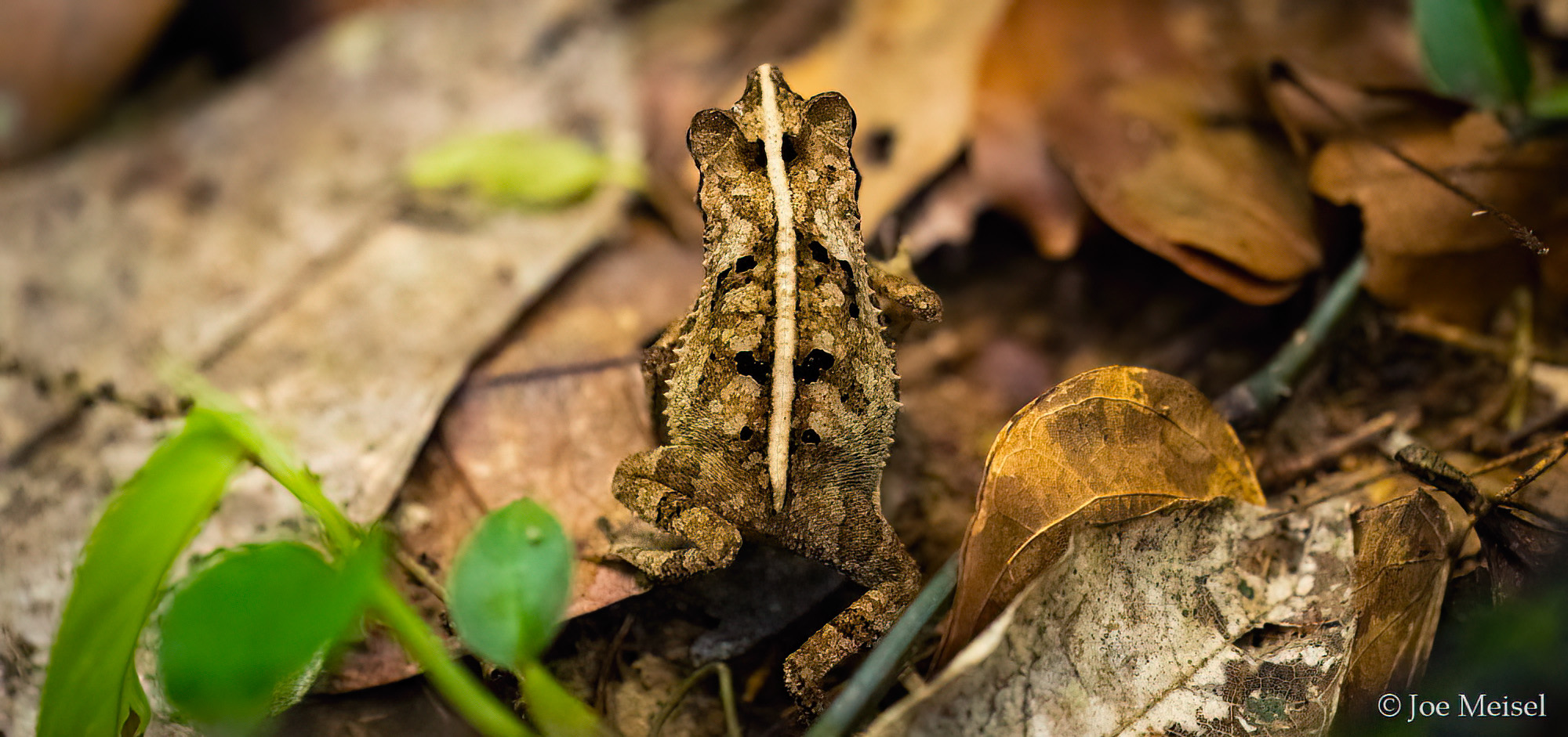 toad closeup