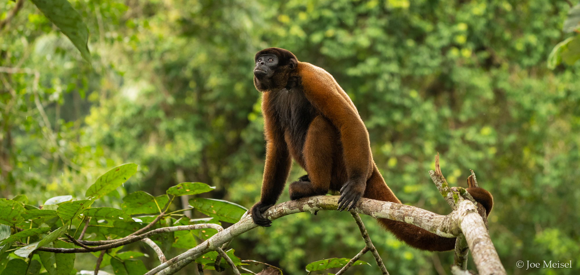 Woolly Monkey