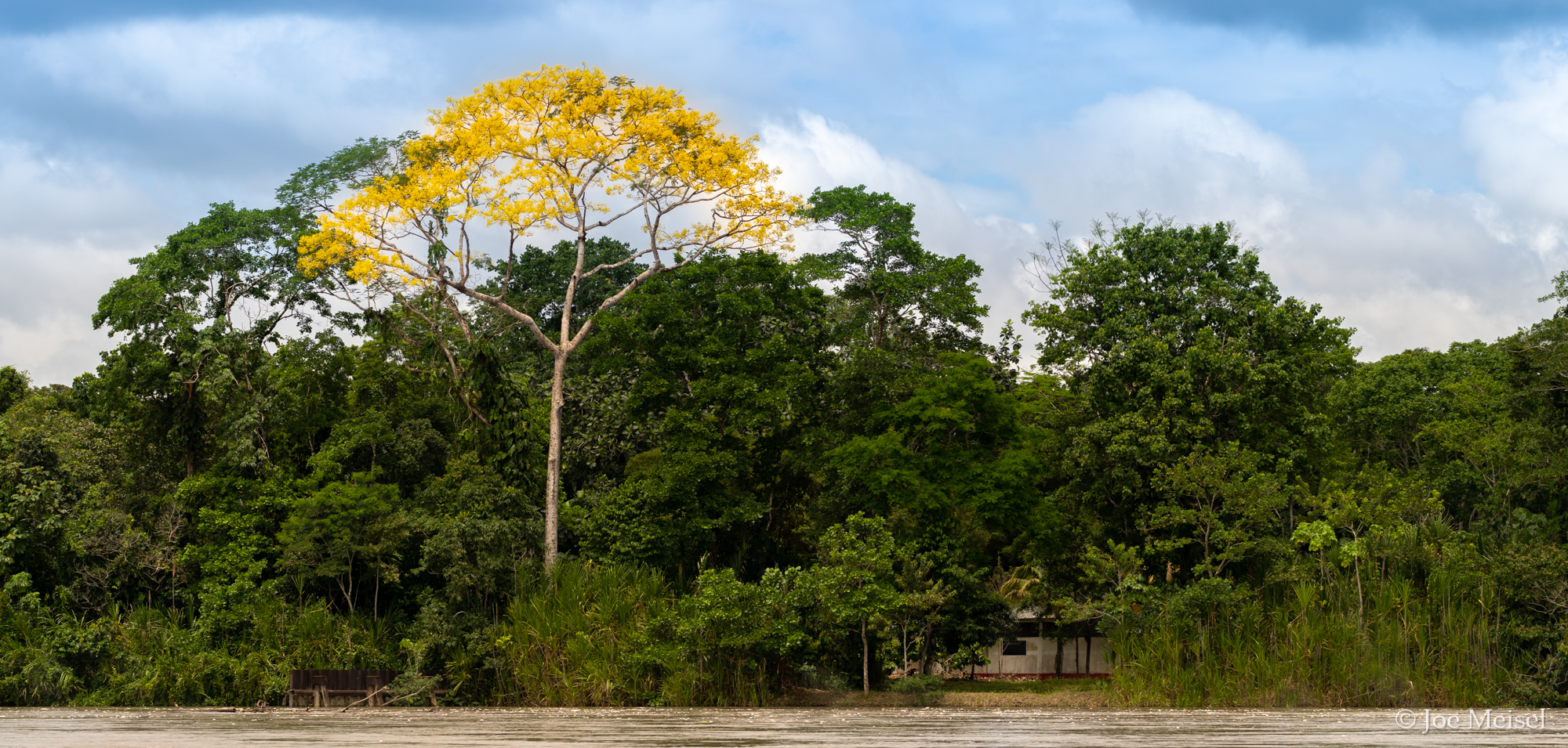 Yellow-flowering Legume tree