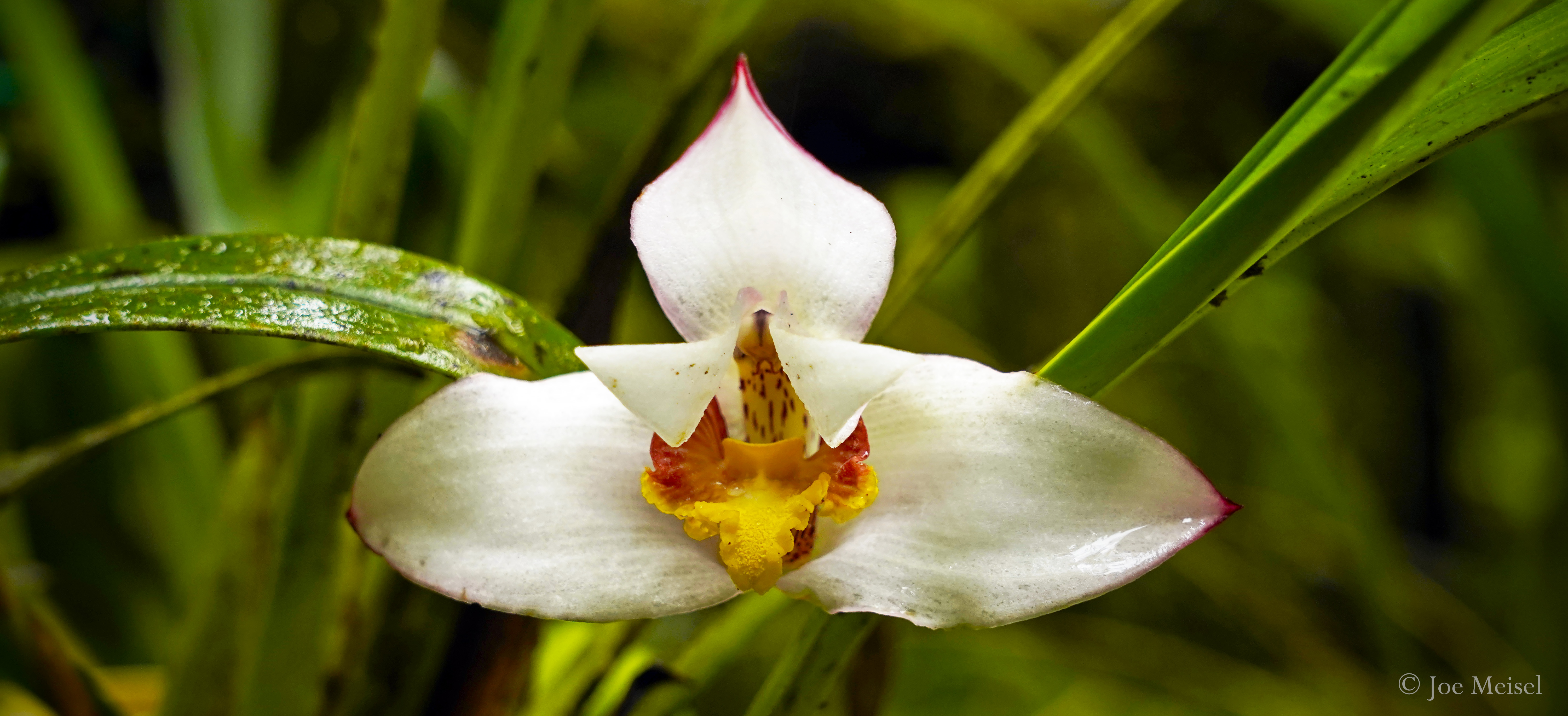 Maxillaria ecuadorensis flower