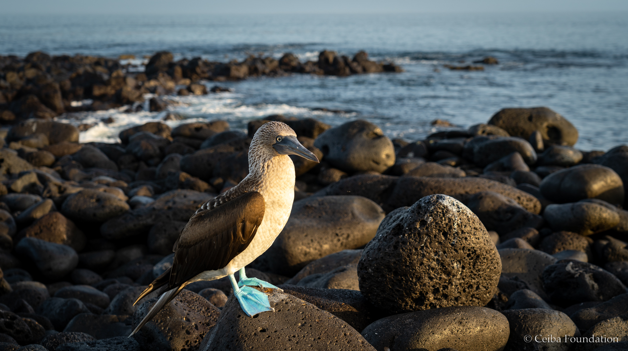 Blue-footed Booby