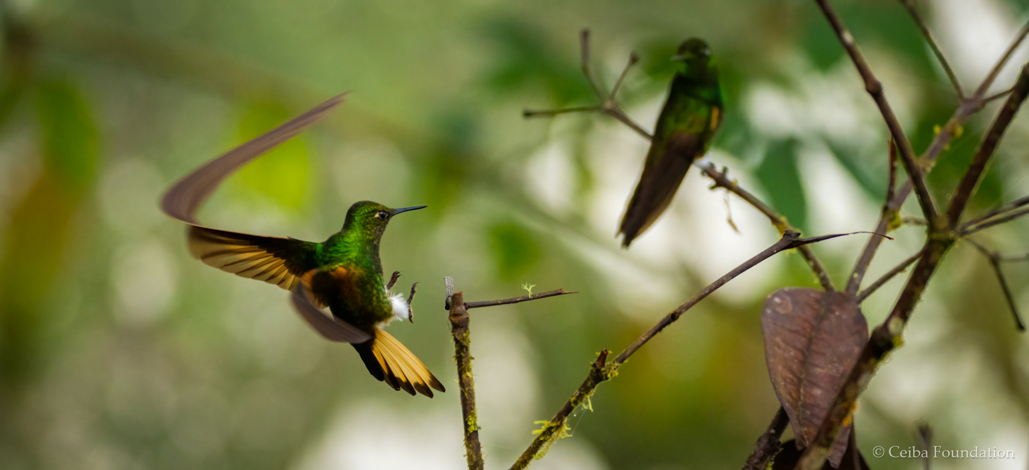 buff-tailed_coronet_flying