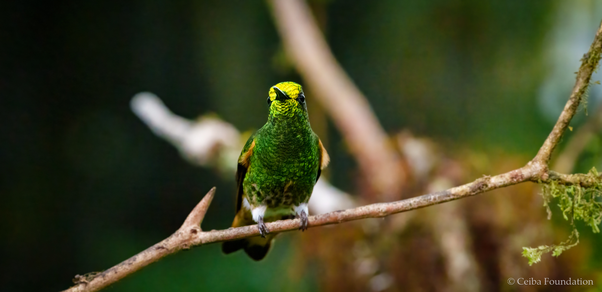 buff-tailed_coronet_glowing