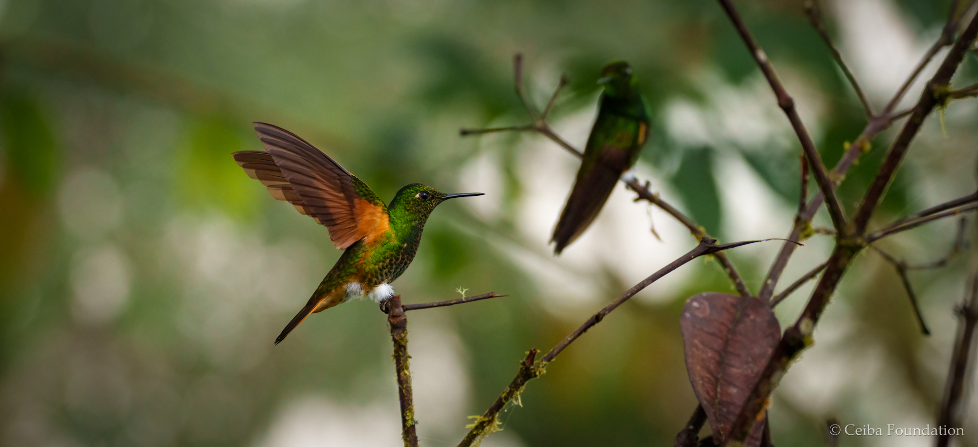 buff-tailed_coronet_landing