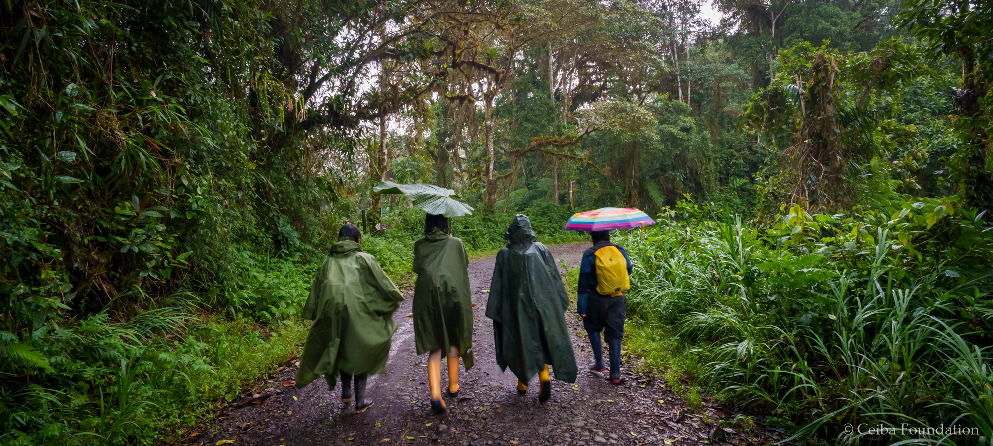 cloud forest umbrellas