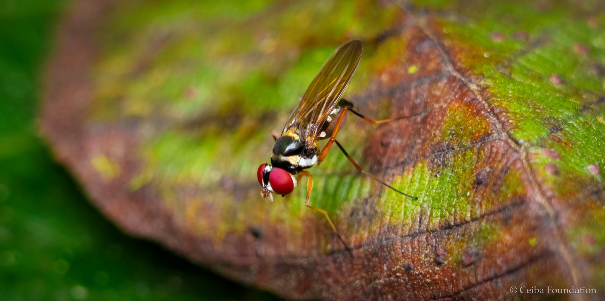 red-eyed_fly_macro_2024