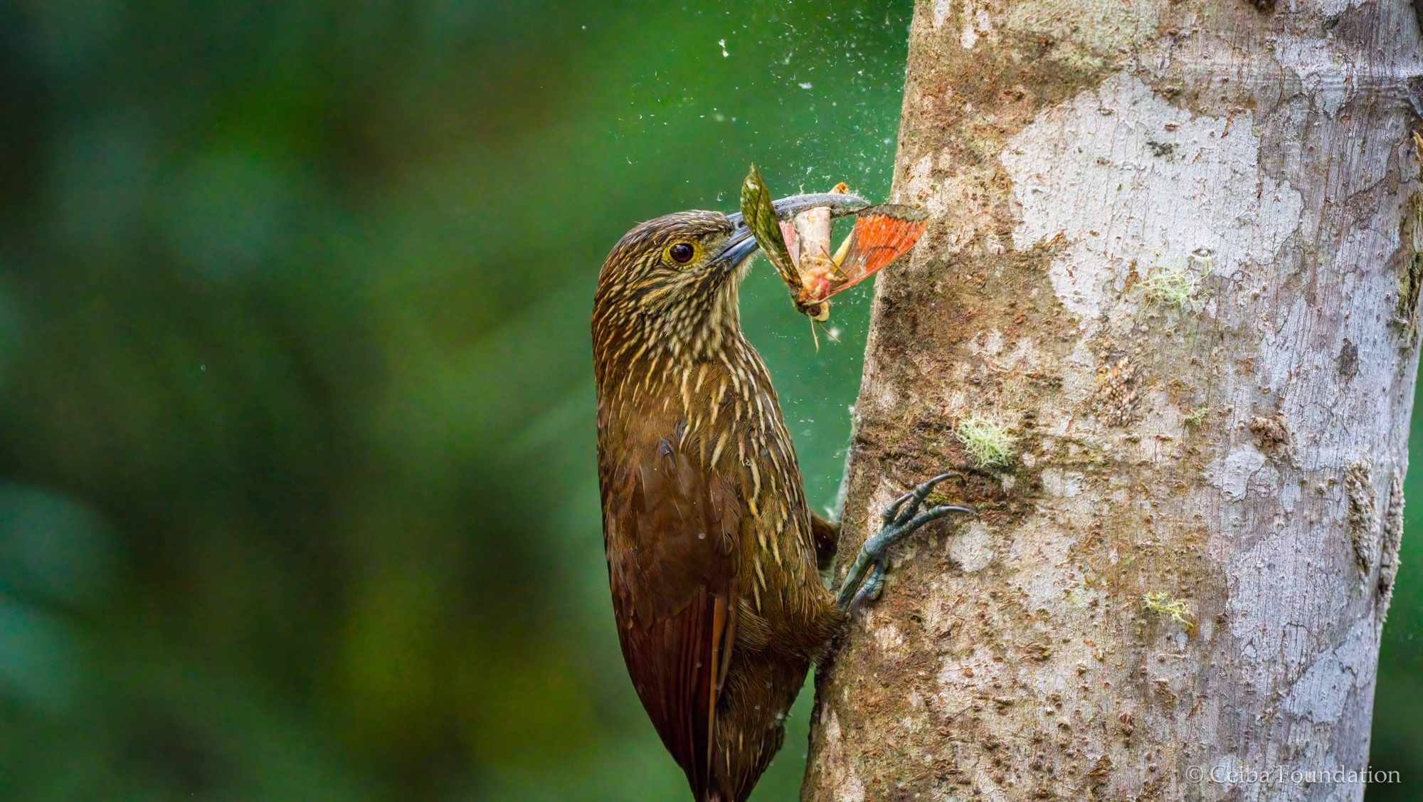 strong-billed_woodcreeper_eats_moth