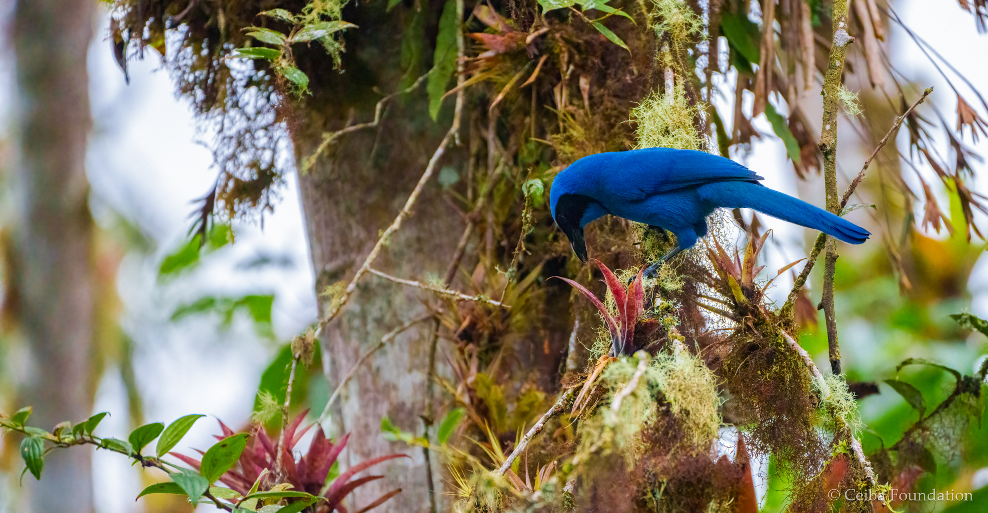 turquoise jay