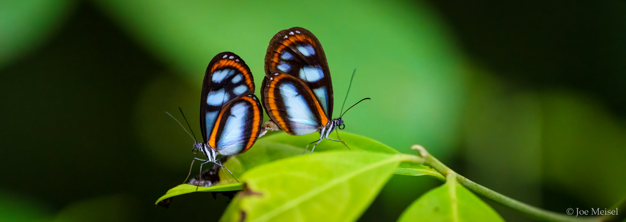 Nymphalidae butterflies