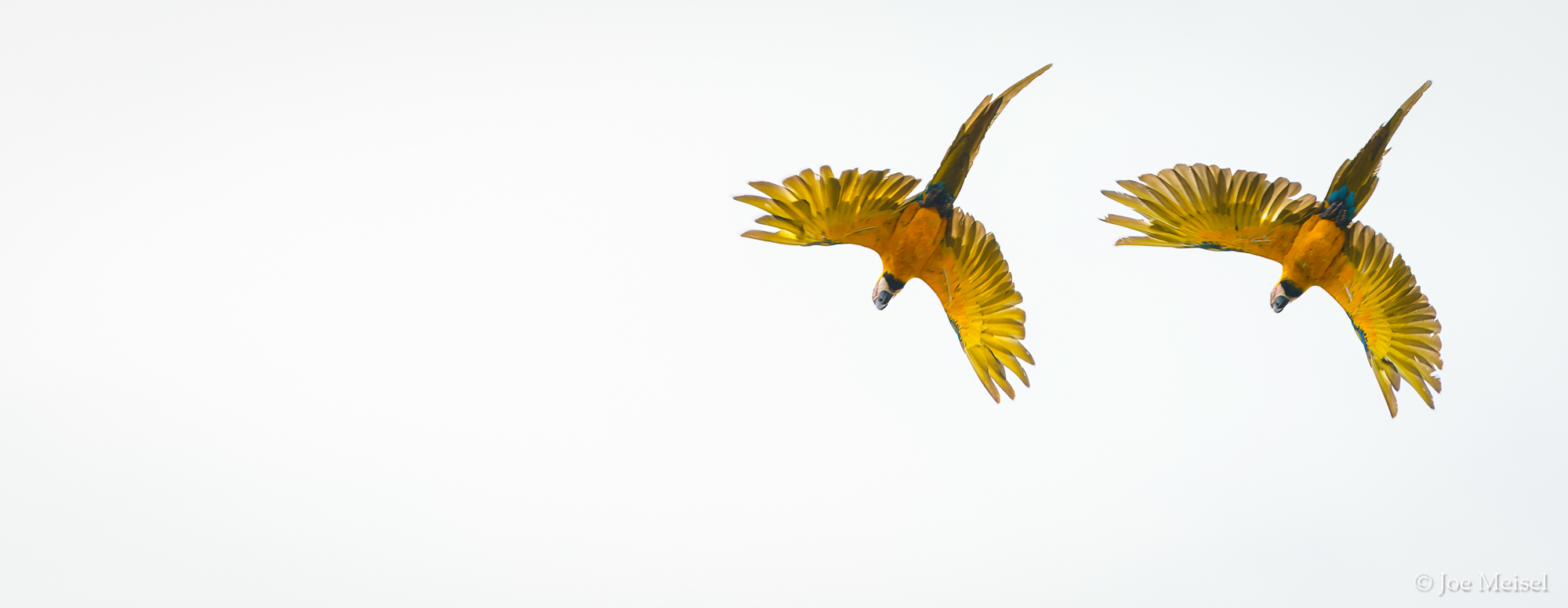 Blue-and-yellow Macaws