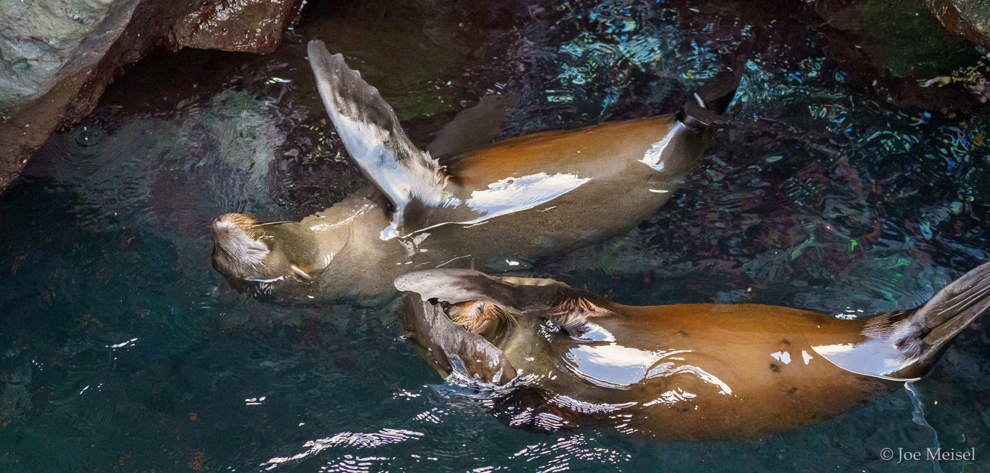 Fur Sea Lions