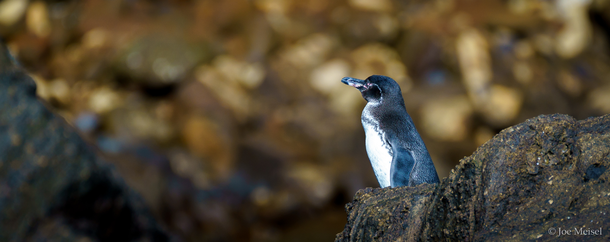 Galapagos Penguin