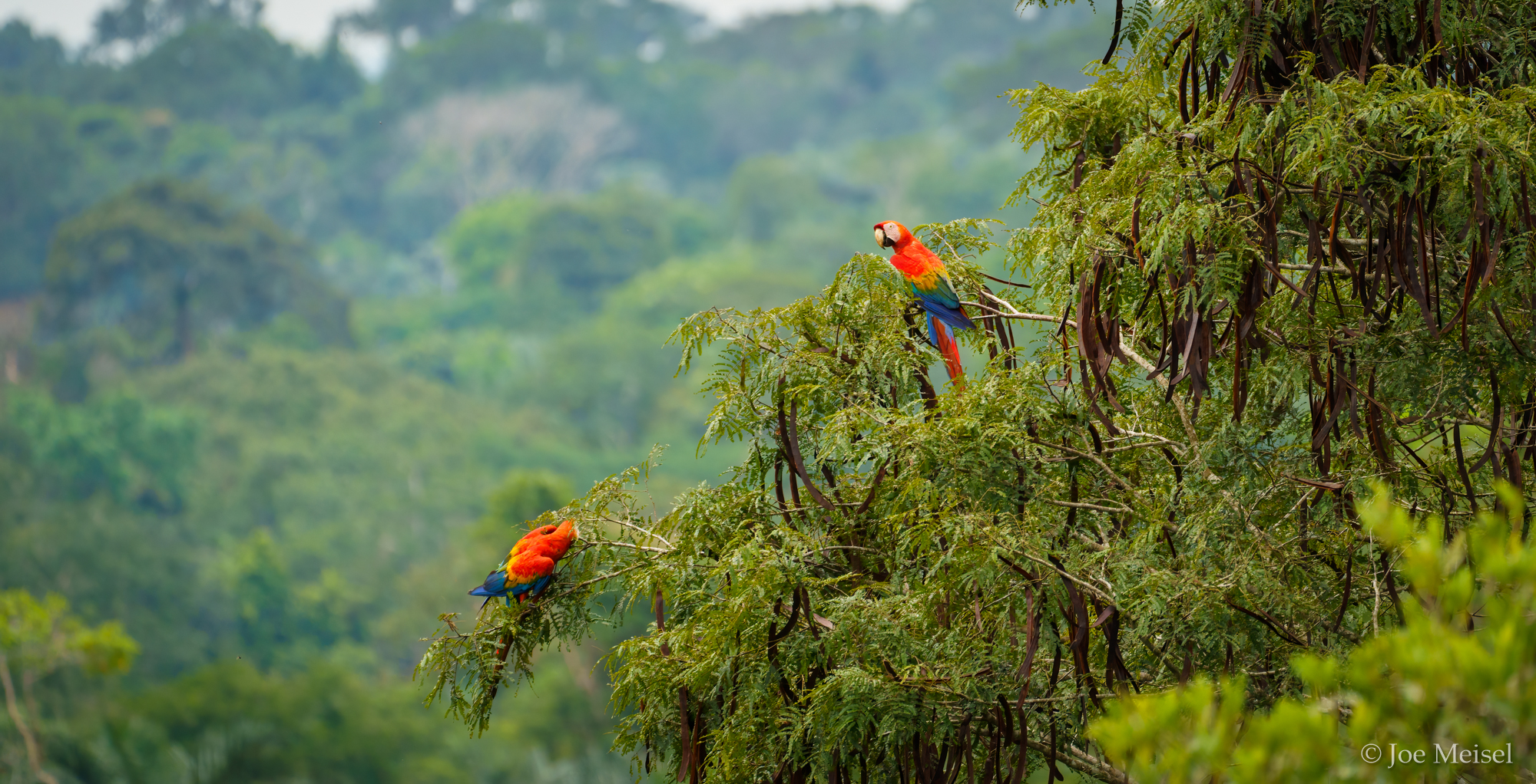 Scarlet Macaws