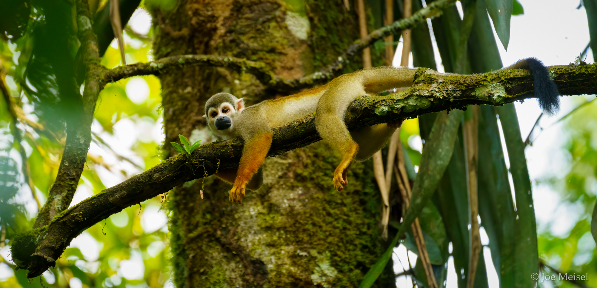 Squirrel Monkey