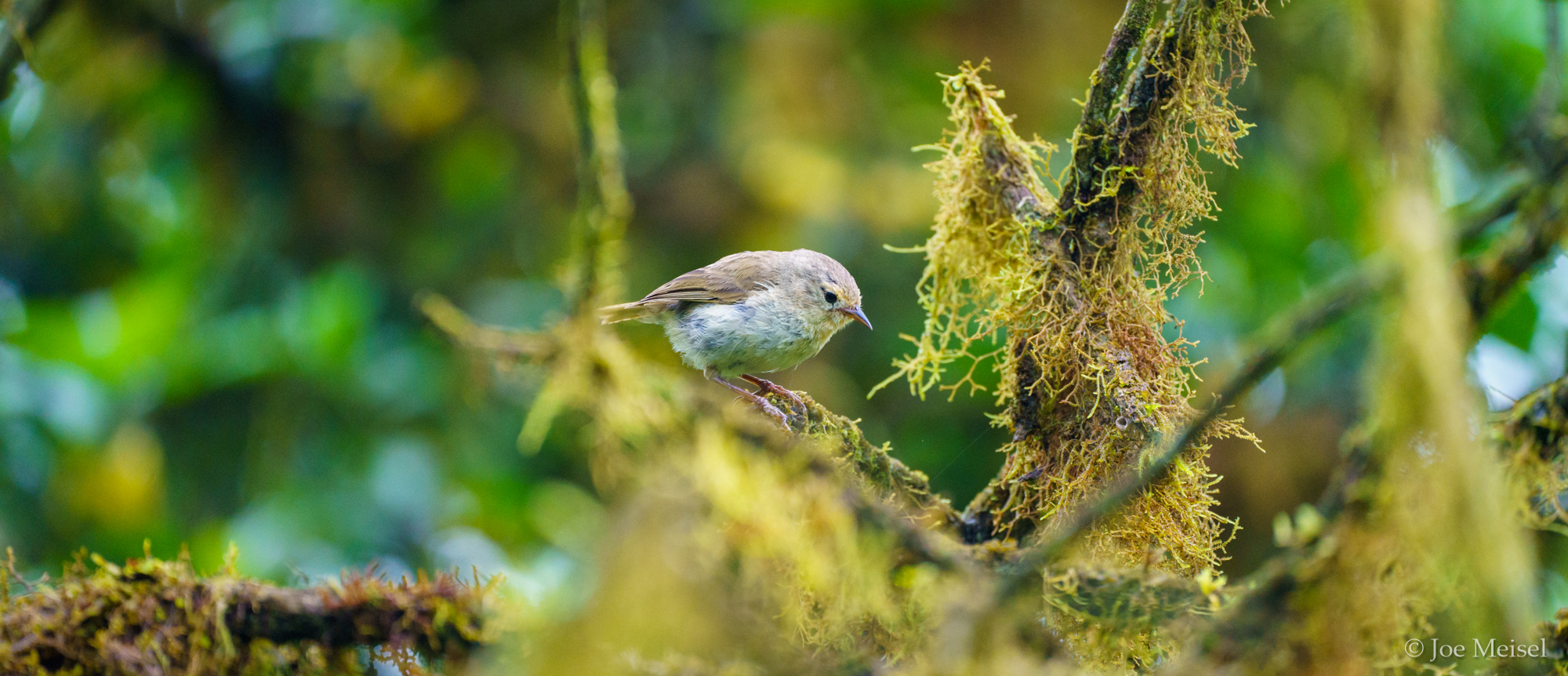 Warbler Finch