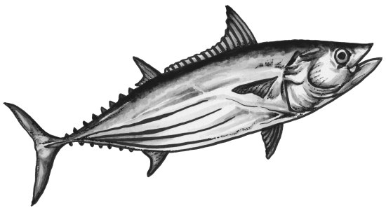 skipjack tuna