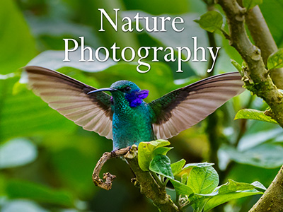 Nature Photography