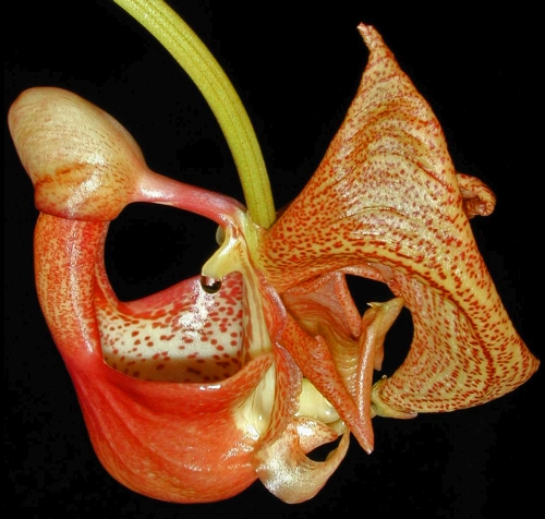 Coryanthes mastersiana