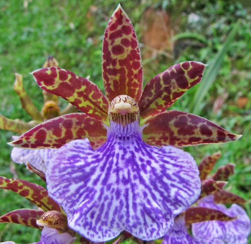 Zygopetalum intermedium