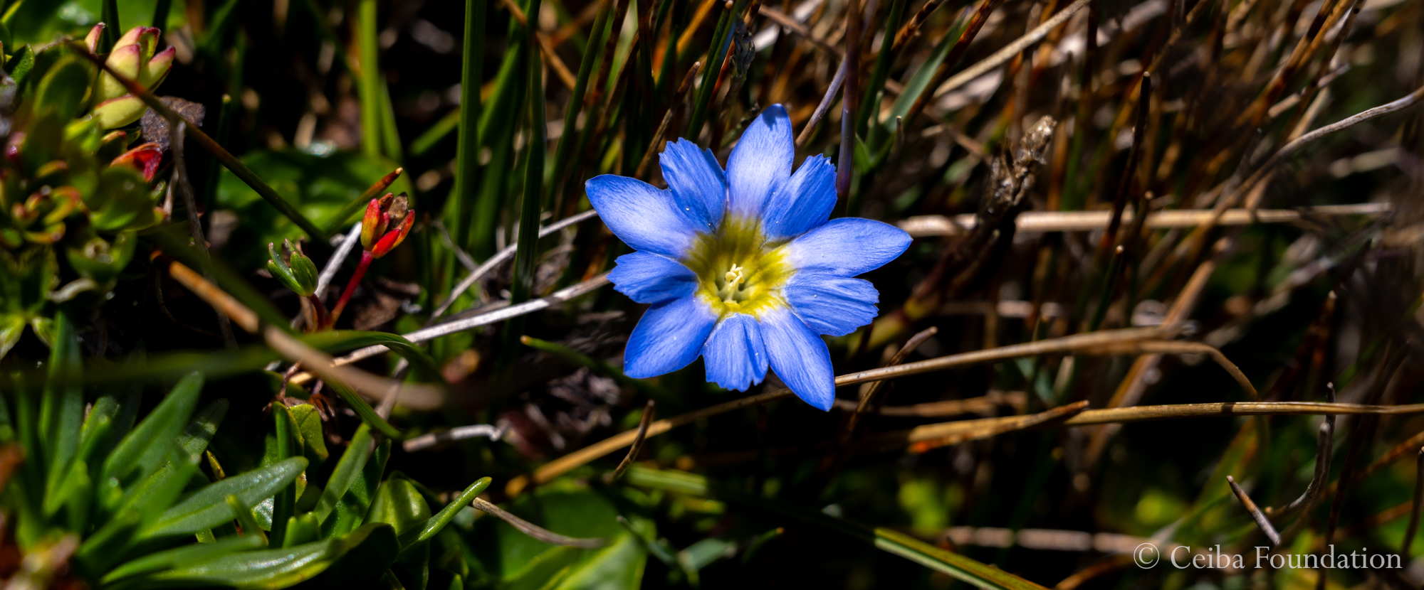 Gentiana sedifolia