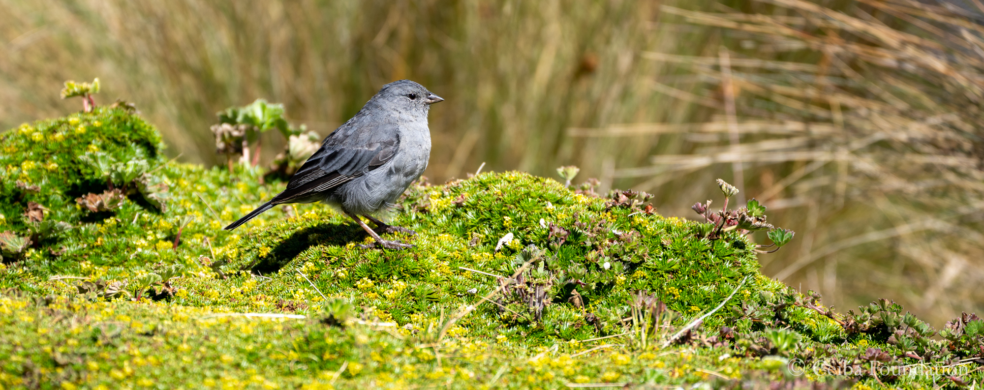 Plumbeous Sierra Finch